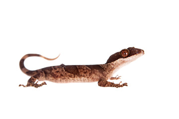 Fototapeta premium Bow-fingered gecko, Cyrtodactylus irianjayaensis, on white