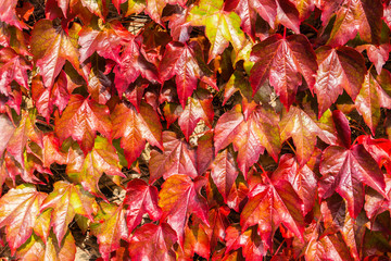 Obraz premium Red ivy close-up