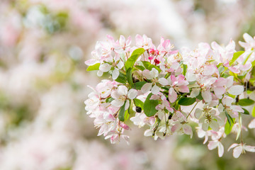 Colorful spring flowers