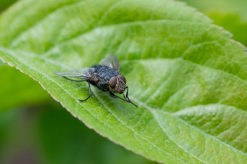 Fly sitting on green leaf