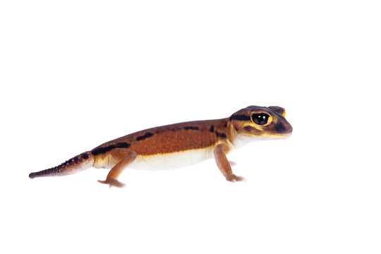 Pale Knob-tailed Gecko, Nephrurus laevissimus, on white
