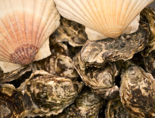 Oysters