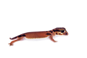 Pale Knob-tailed Gecko, Nephrurus laevissimus, on white