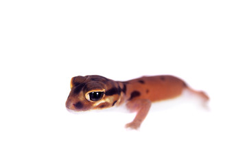Pale Knob-tailed Gecko, Nephrurus laevissimus, on white