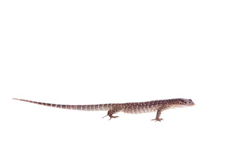 Timor Monitor Lizard, Varanus timorensis, on white