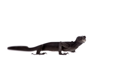 Obraz na płótnie Canvas Black tree monitor lizard, varanus beccari, on white