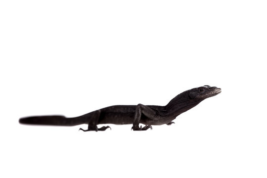 Black tree monitor lizard, varanus beccari, on white
