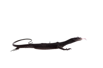 Black tree monitor lizard, varanus beccari, on white