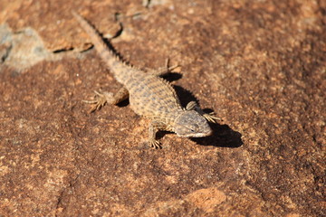 Eidechse auf einem Fels