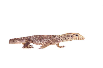 Naklejka premium Clouded Monitor, Varanus nebulosus, on white