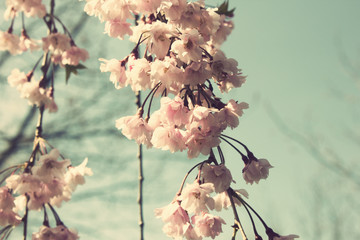 Fleurs de cerisier vintage au printemps