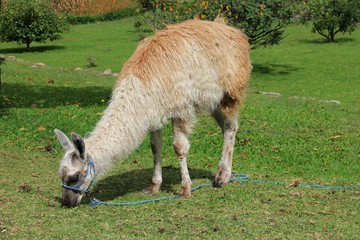 Grazing llama in Cuenca, Ecuador