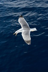 Seagull