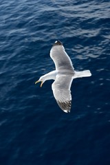 Seagull