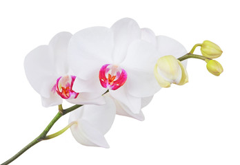 Naklejka na ściany i meble Fresh orchid flower, isolated on white background, DOF