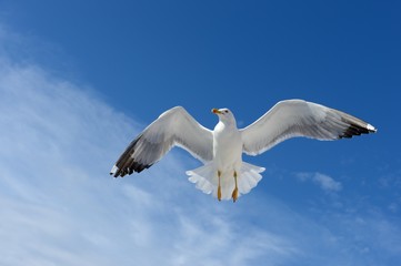 Seagull