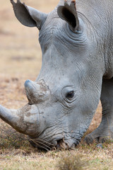 Fototapeta premium Rhino in the savanna of Kenya