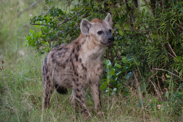 hyenas in the savanna of Africa