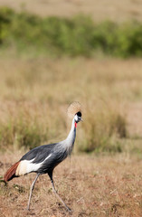 birds in the Masai Mara