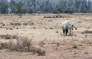 Obraz na płótnie Canvas Rhinoin the savanna of Africa