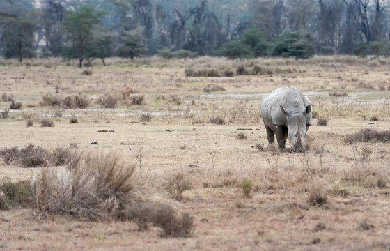 Rhinoin the savanna of Africa