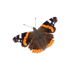 Fototapeta premium Red admiral butterfly isolated on white