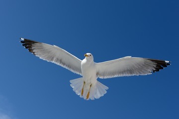 Seagull