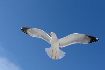 Fototapeta premium Seagull