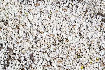 Background from petals of apple