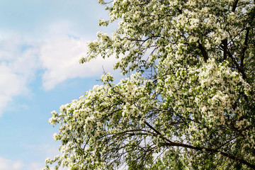 Blooming apple trees and blue sky