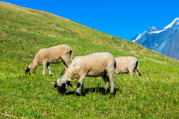 Fototapeta premium Valais blacknose sheep in Alps