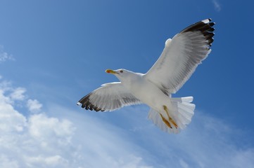 Seagull