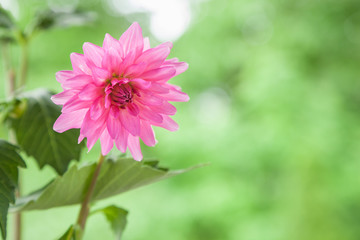 Pink Dahlia Flower in Bloom with Green Background