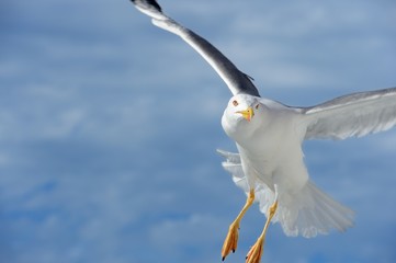 Seagull