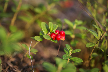 Cranberries in the forest
