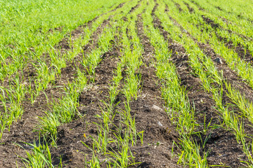 Fototapeta na wymiar Green sprouts of spring wheat in the field