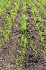  Shoots of spring wheat in the field