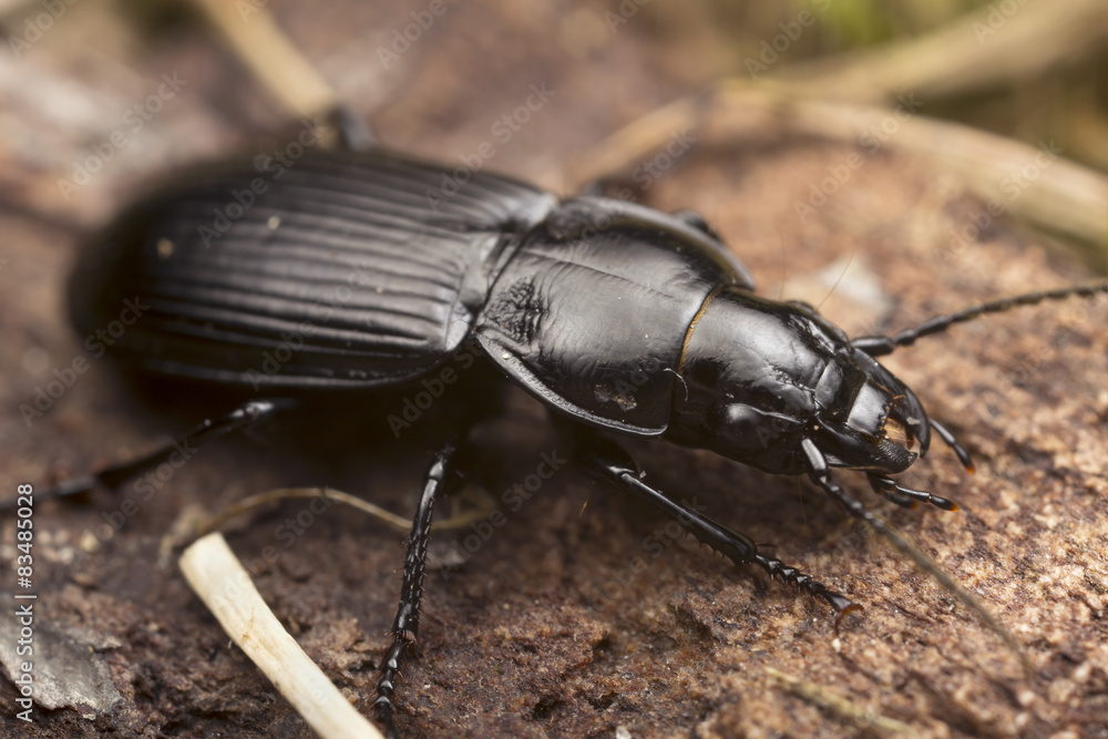 Wall mural Pterostichus melanarius