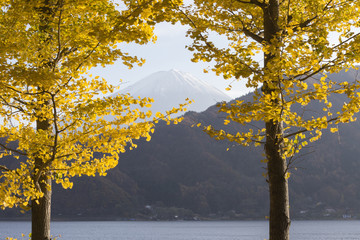 Ginkgo leaves and Mt.Fuji, Japan