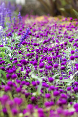 Colorful flowers