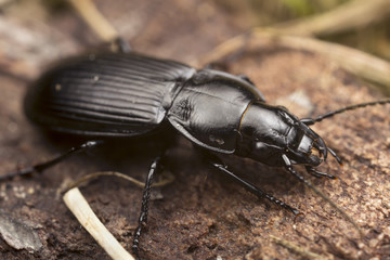 Pterostichus melanarius