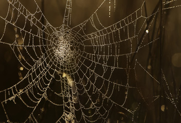 Spyder web
