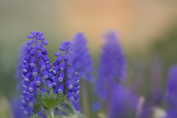 Macro blue flower with blurred background