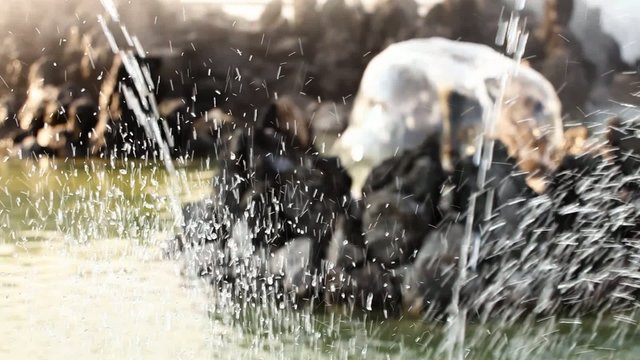 water splash in fountain; closeup; handheld camera