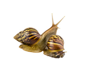 Snail isolated on white background