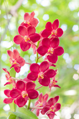 Fototapeta na wymiar Beautiful red orchid flower