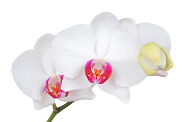 Fresh orchid flower, isolated on white background, DOF