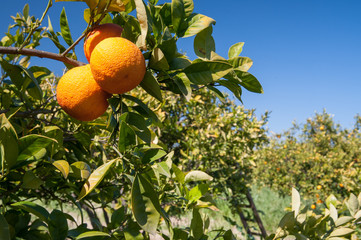 Typical mediterranean fruits