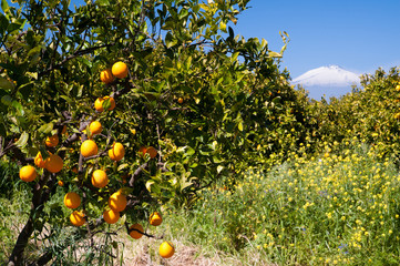 View of orange fruits and snowy Mount Etna
