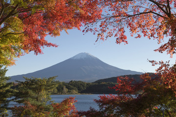 Maple leaves change to autumn color at Mt.Fuji, Japan